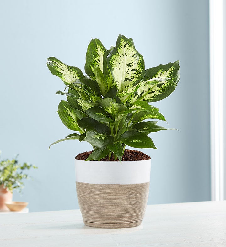 Dieffenbachia Plant (Dumb Cane) for Sympathy