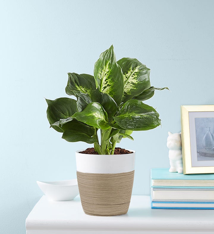 Dieffenbachia Plant (Dumb Cane)