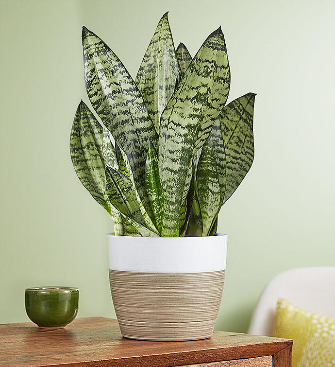 Snake Plant (Sansevieria)