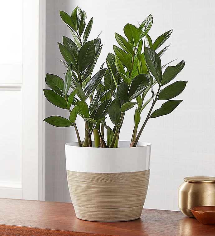ZZ Plant (Zamioculcas Zamiifolia)