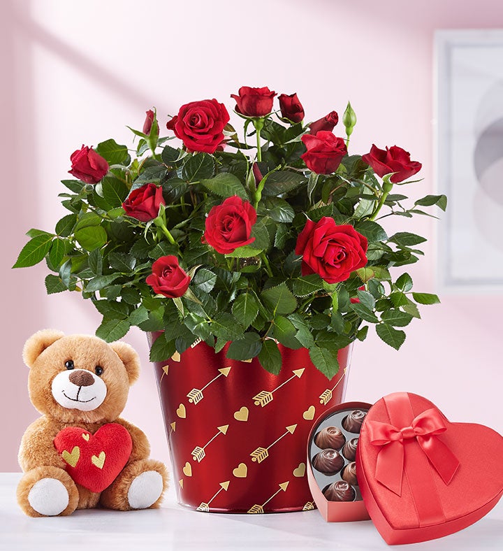 Bundle Of Love Rose Plant