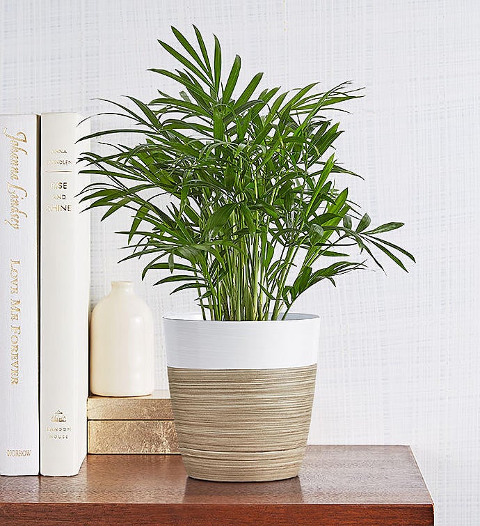 Parlor Palm Plant (Neanthe Bella Palm)