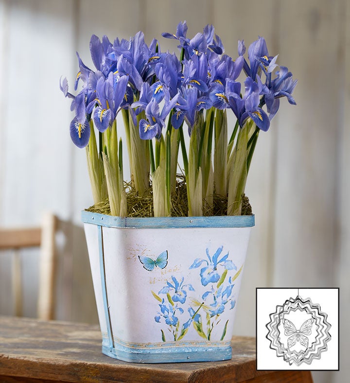 Spring Meadow Iris Bulbs + Free Suncatcher
