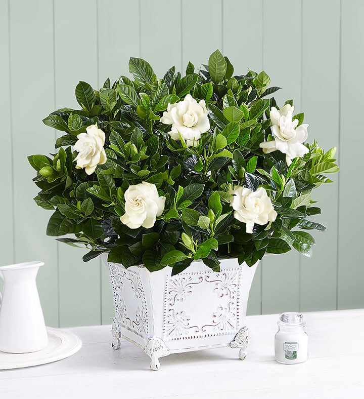 Grand Gardenia™ Plant