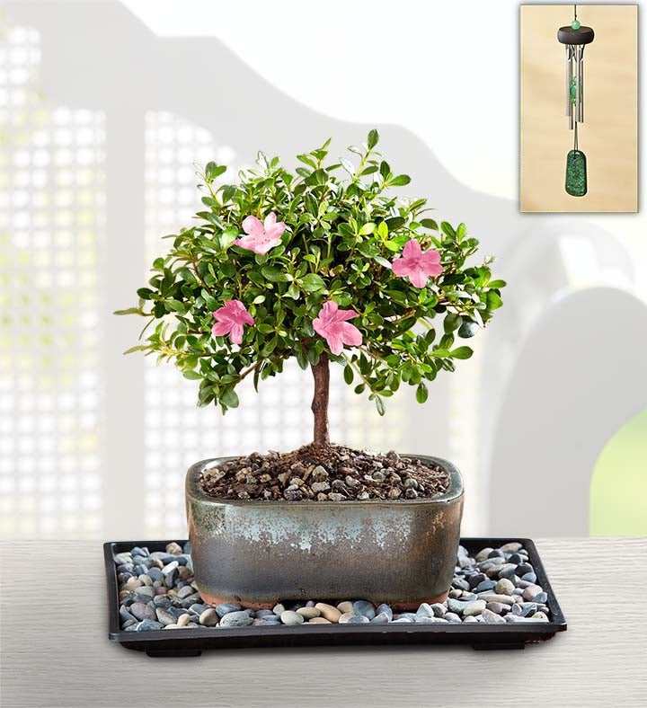 Azalea Bonsai