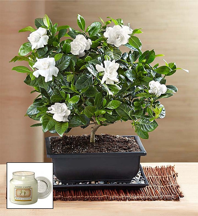 Gardenia Bonsai