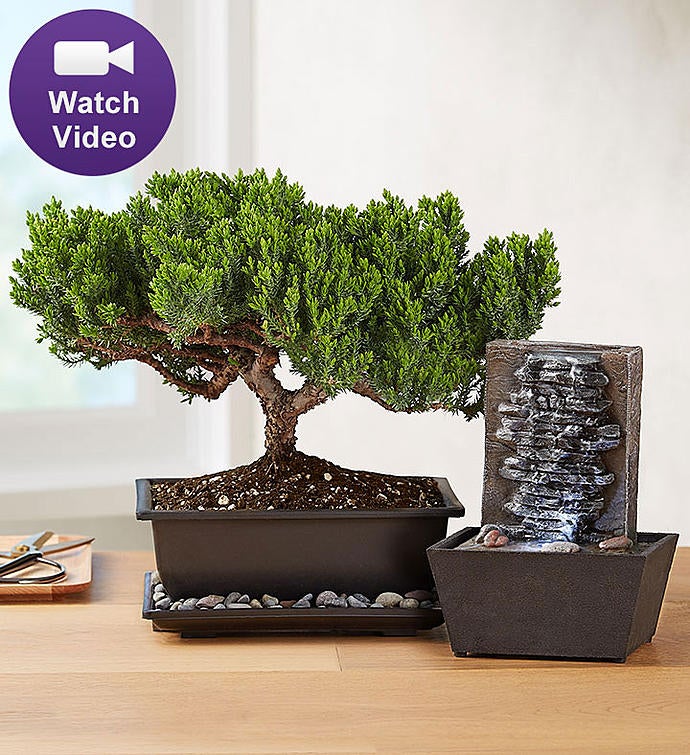 Juniper Bonsai