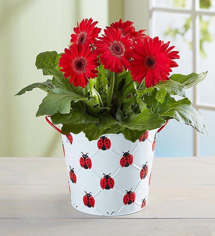 Lucky Ladybug Gerbera Daisy Plant