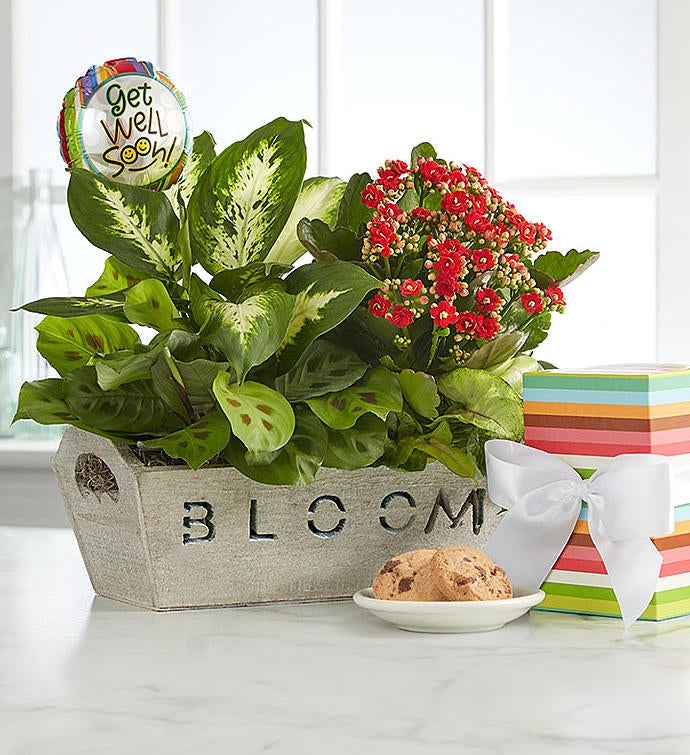 Send a Smile Dish Garden