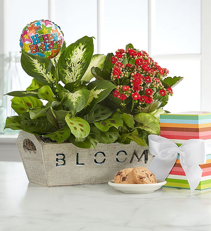 Happy Birthday Dish Garden