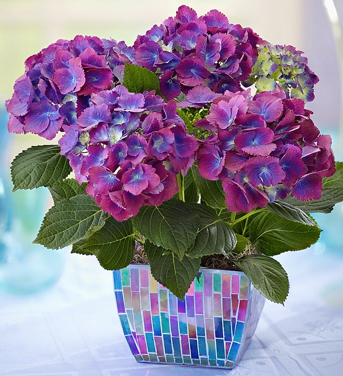 With Love Hydrangea