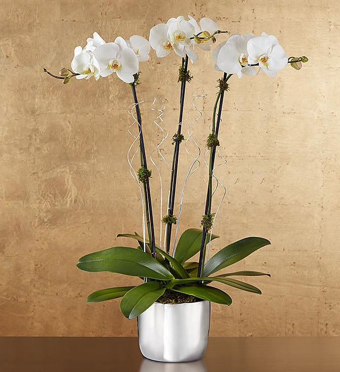 Silver Celebration Orchids