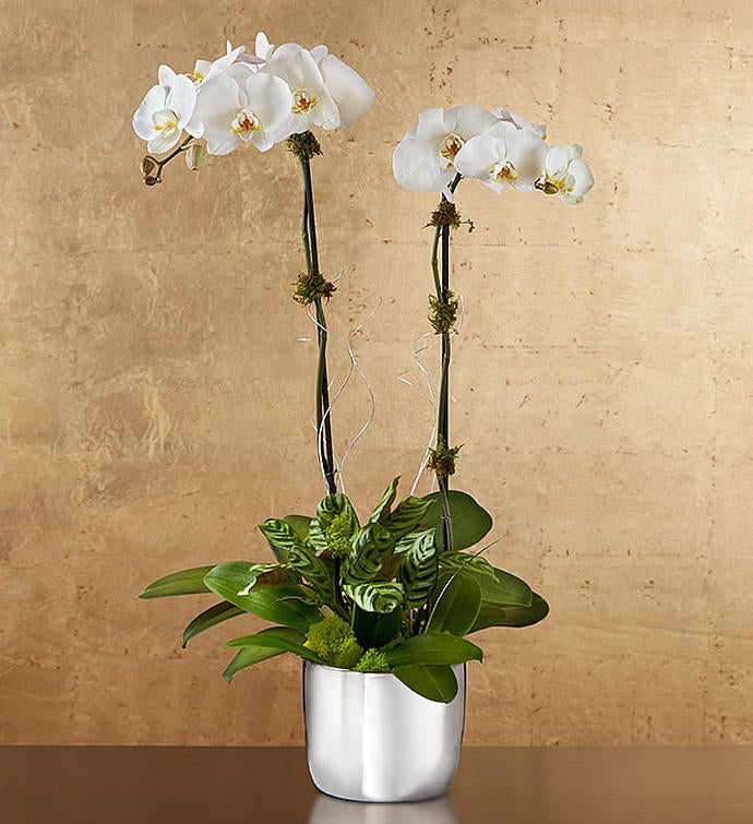 Silver Celebration Orchids