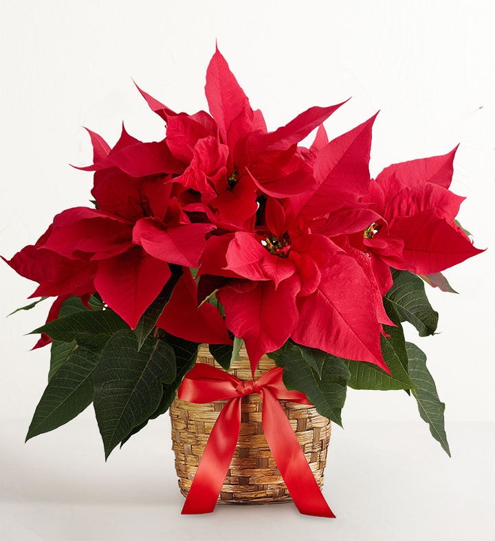 Poinsettia Plant