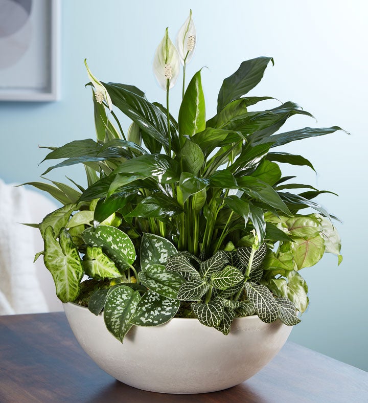 Sandstone Dish Garden