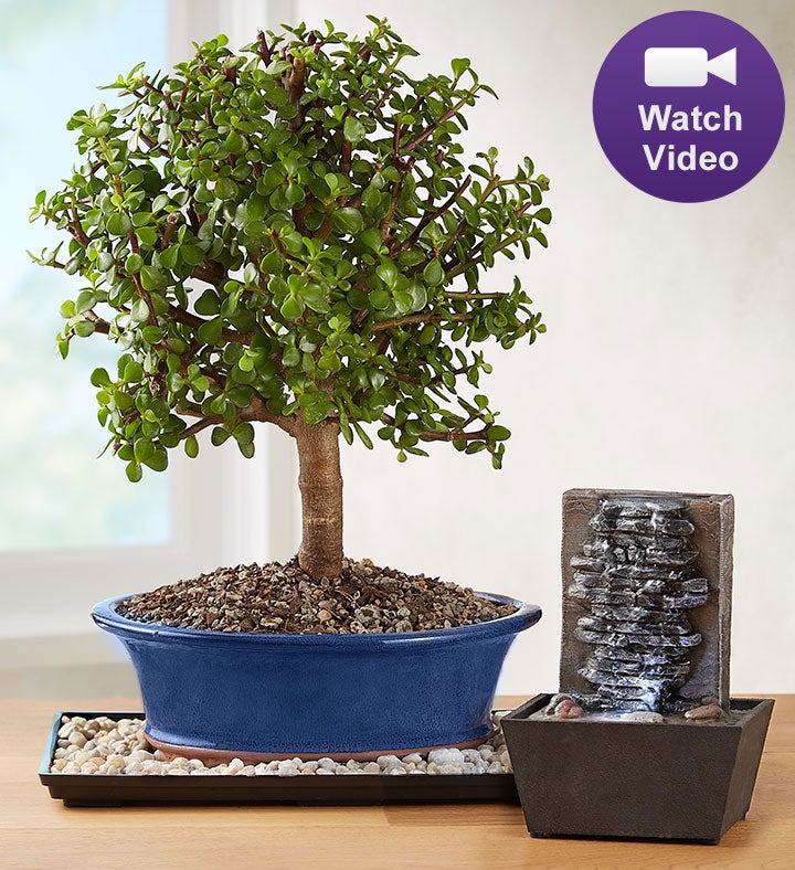 Dwarf Jade Bonsai