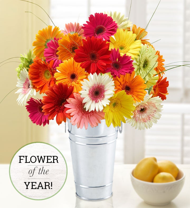 Happy Gerbera Daisies, 12-24 Stems